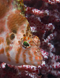 Pretty little Dwarf Hawkfish (Cirrhitichthys falco) in Pu... by Jim Chambers 